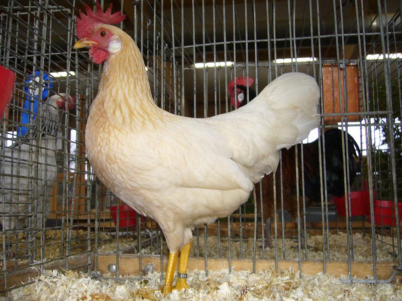 Kreisschau Coesfeld 2008 186.jpg - Zwerg Italiener von Frank Vieting Preis HV 96 E